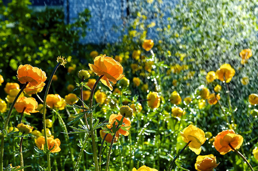 Spring Flowers In The Rain Photograph