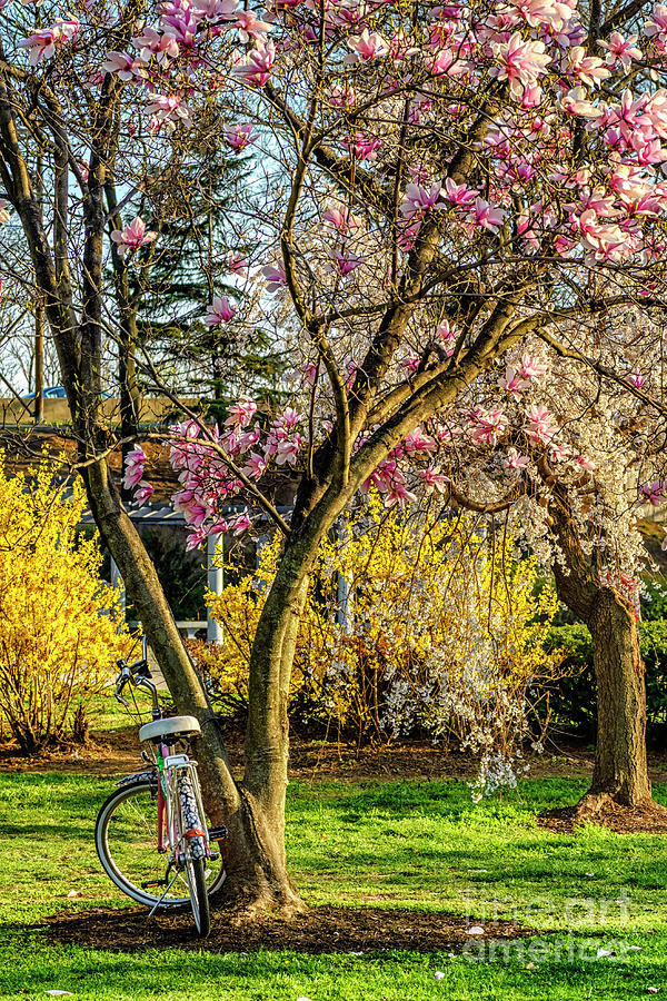 Spring Flowers in Washington DC Photograph by Thomas R Fletcher