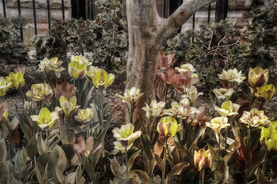Spring Flowers Photograph by Joann Vitali