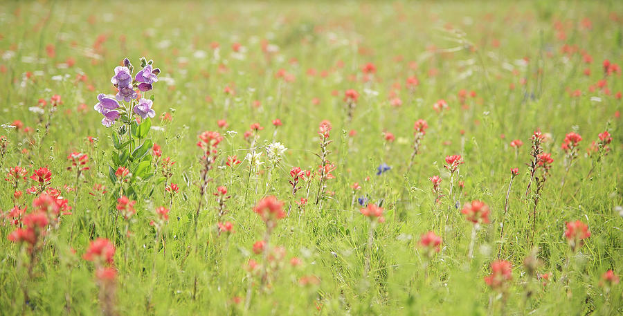 Spring Flowers by Kanokwalee Pusitanun Spring Flowers by Kanokwalee Pusitanun