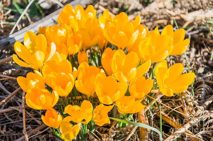 Spring flowers Photograph by Mariusz Talarek