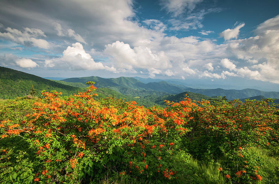 Flower Photograph - Spring Flowers North Carolina Flame Azalea Appalachian Trail Roan Mountain by Dave Allen