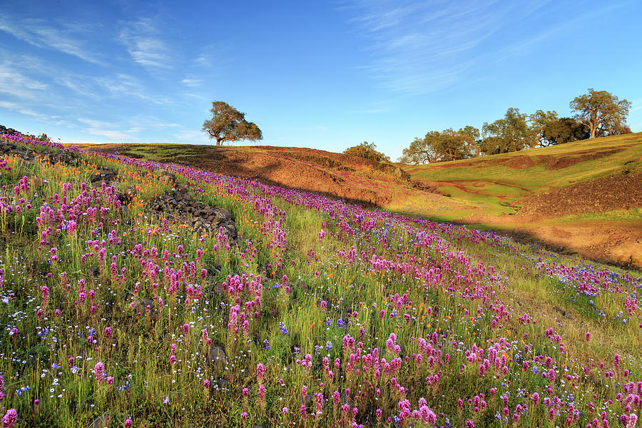 Spring Flowers On North Table Mountain Photograph by James Eddy