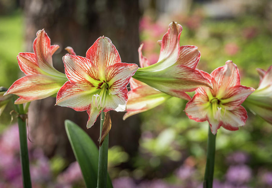 Spring Flowers by Serena Vachon Spring Flowers by Serena Vachon