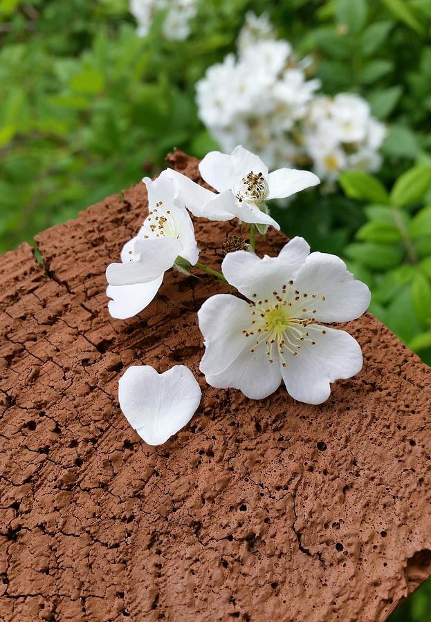 Spring Photograph - Spring Flowers by Yazid Ismail Spring Photograph - Spring Flowers by Yazid Ismail
