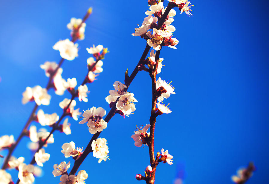 Spring Photograph - Spring flowers Spring blossom background on blue sky by Jozef Klopacka