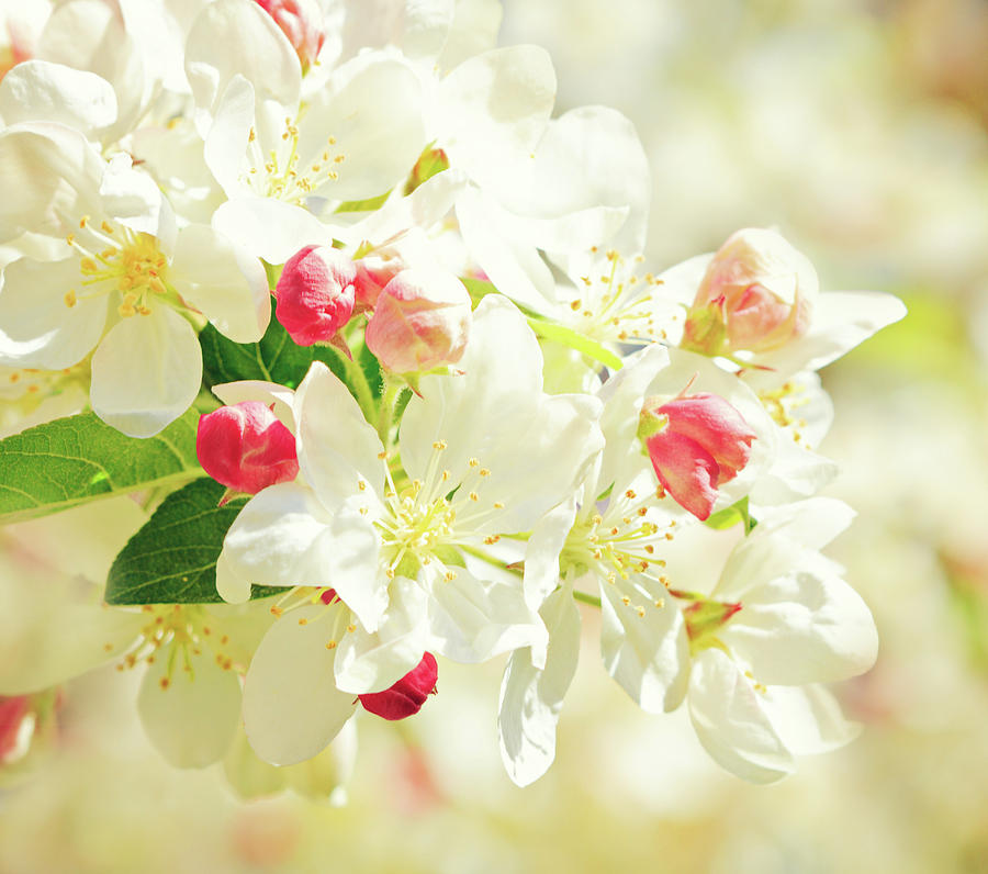 Flower Photograph - Spring flowers, springtime, spring melody by Svetlana Yelkovan