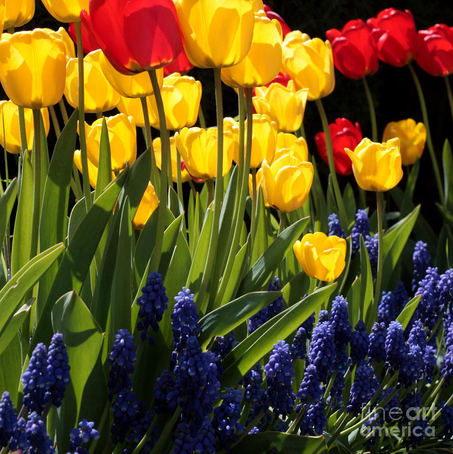 Primary Colors Photograph - Spring Flowers Square by Carol Groenen