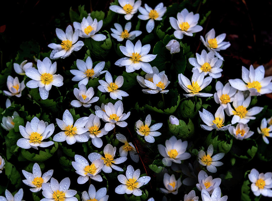 Spring Flowers Photograph by Tom Singleton