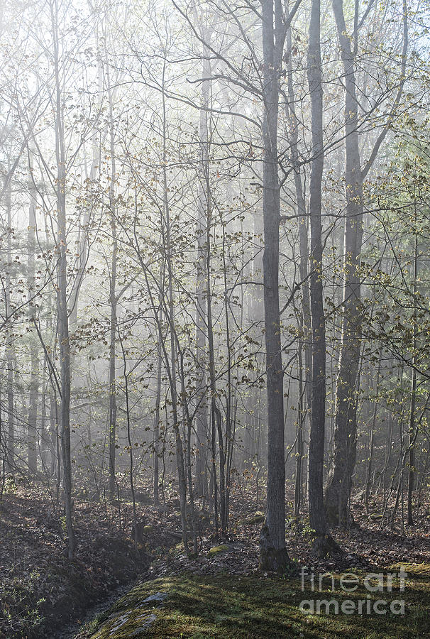Spring Fog Photograph by Terry Hrynyk