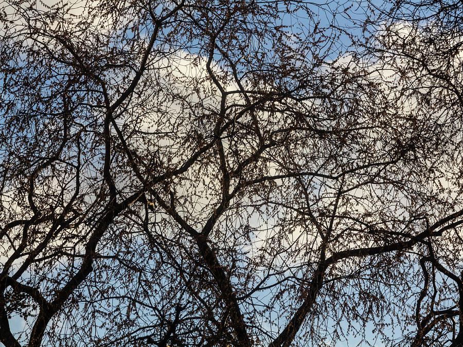 Spring Foliage and Clouds Photograph by Robert Ullmann