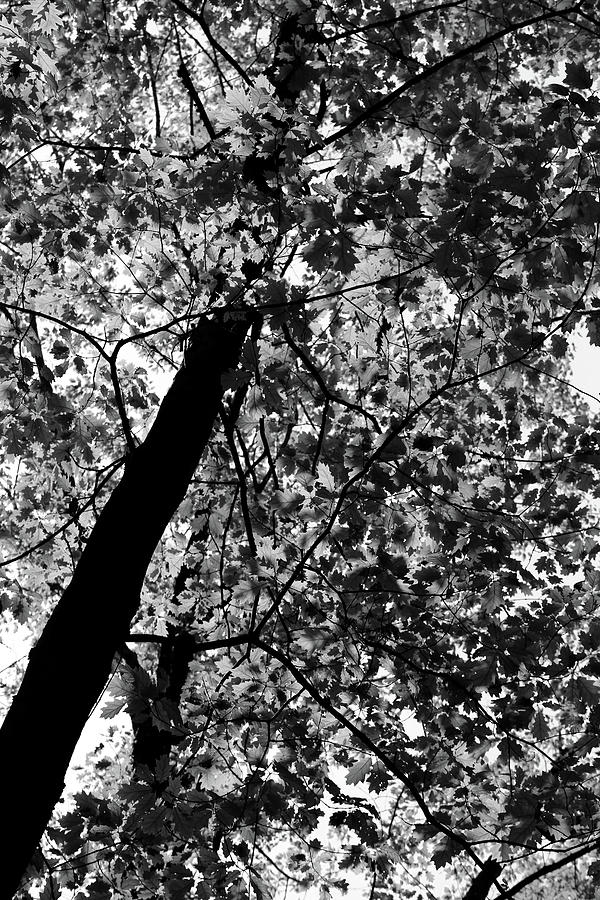 Spring Foliage BW 052318 Photograph by Mary Bedy