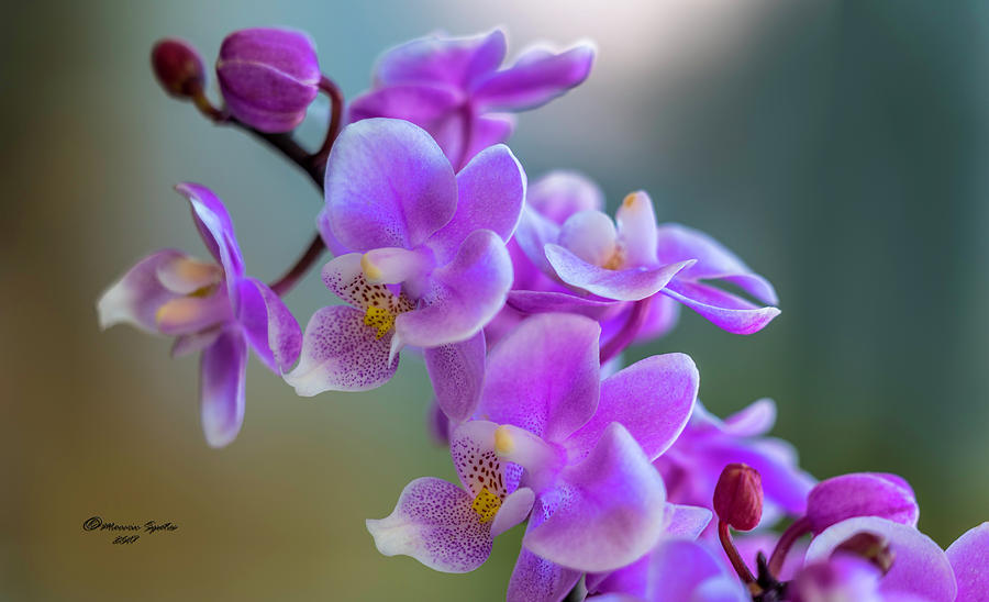 Orchid Photograph - Spring For You by Marvin Spates
