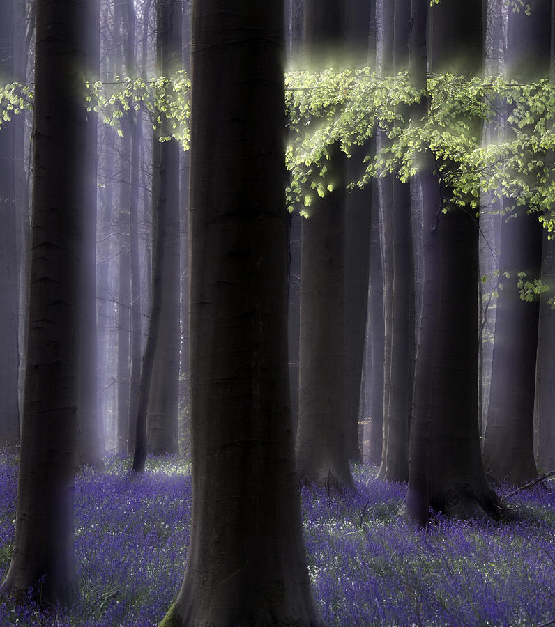Spring forest abstract wildflowers and first green Photograph by Dirk Ercken