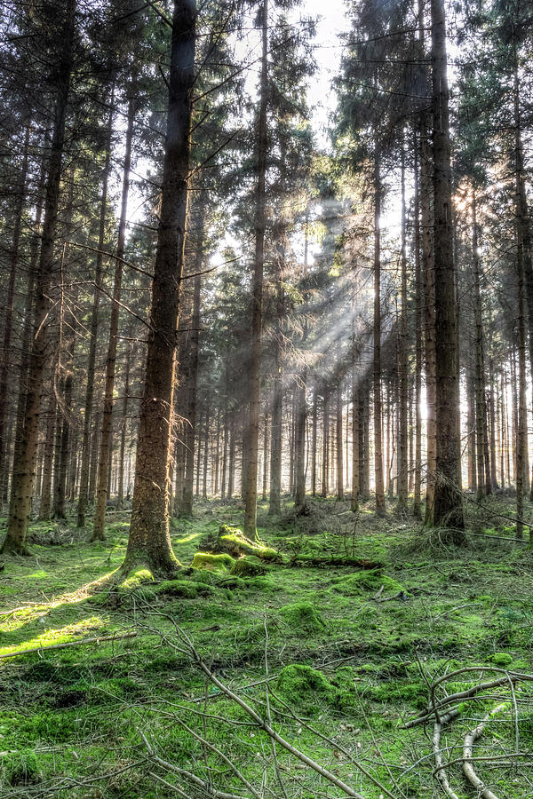 Spring Forest HDR B Photograph By Jacek Wojnarowski - Fine Art America