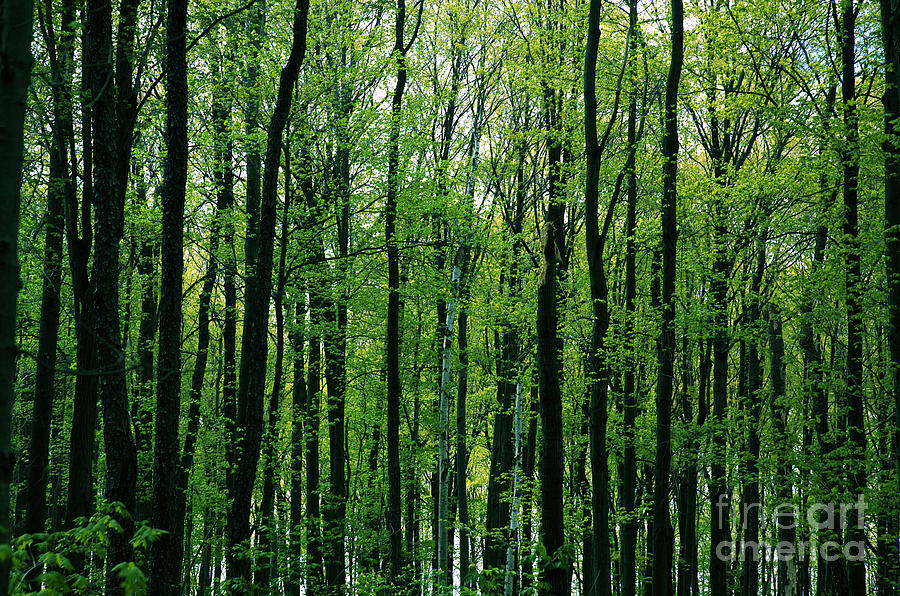 Spring Forest Photograph by Kathi Shotwell
