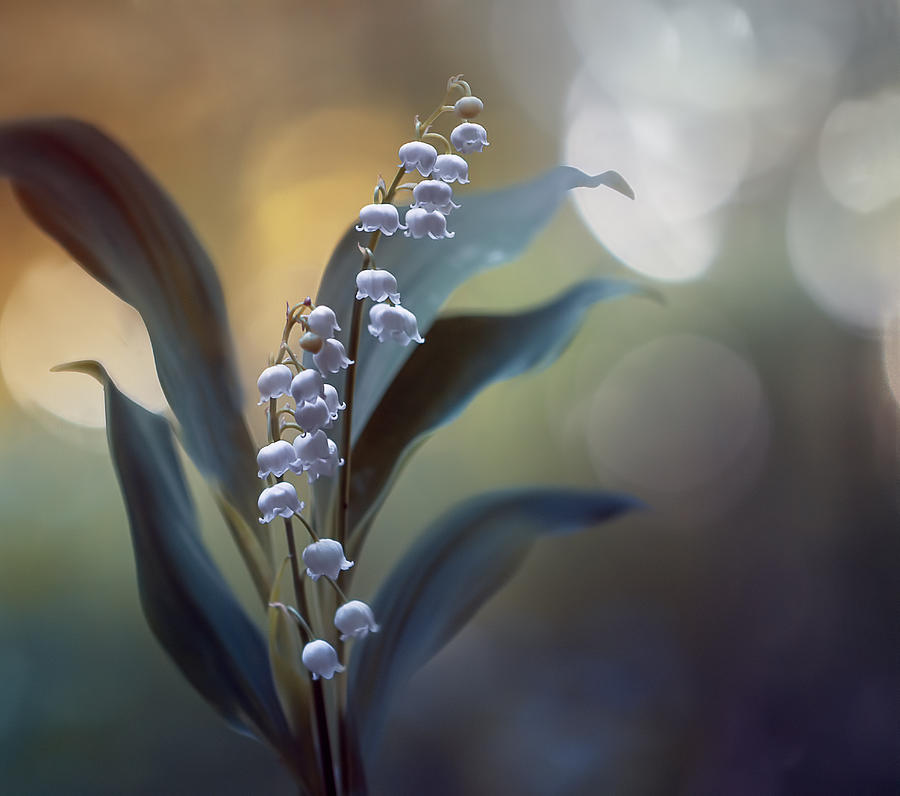 Nature Photograph - White Pearls by Magda Bognar