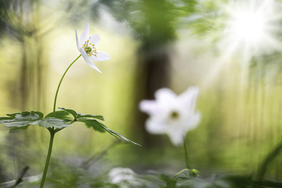 Spring Forest Wildflowers Fairy Tale Photograph by Dirk Ercken