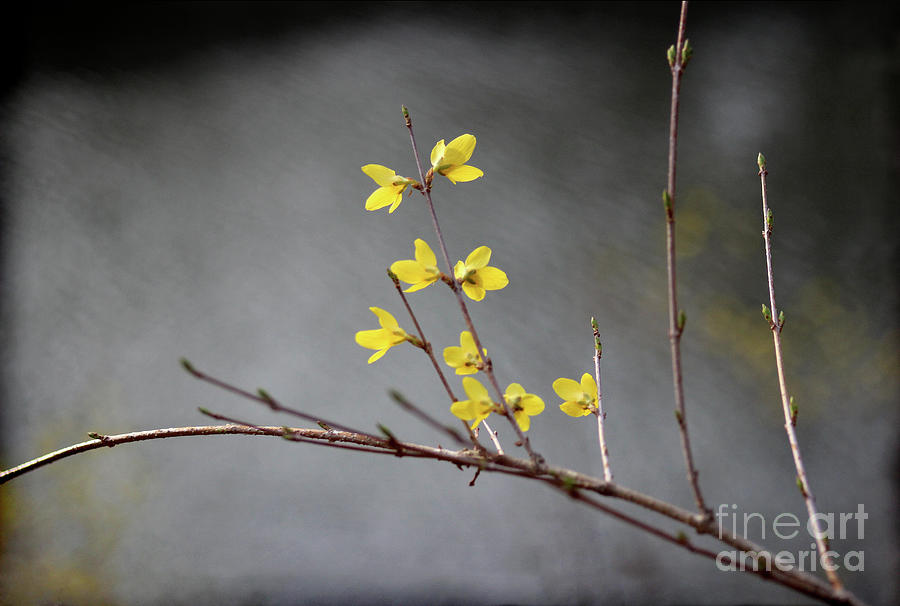 Spring Forsythia Photograph by Karen Adams