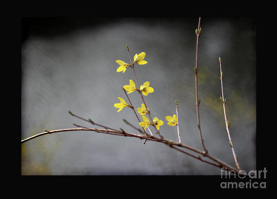 Spring Forsythia with Black Border Photograph by Karen Adams