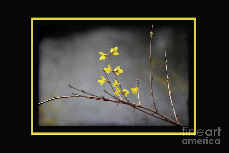 Spring Forsythia with Yellow Border Photograph by Karen Adams