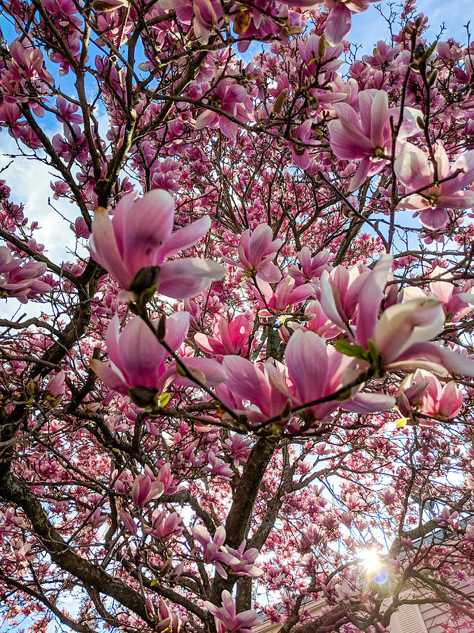 Magnolia Movie Photograph - Spring Fractals by Christopher Brown
