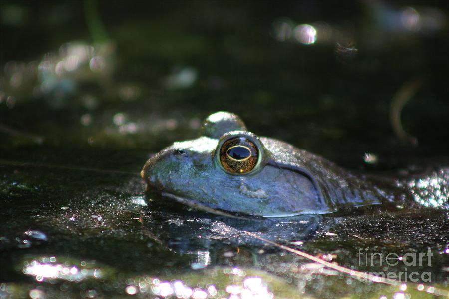 Spring Frog At Roseland Lake Photograph