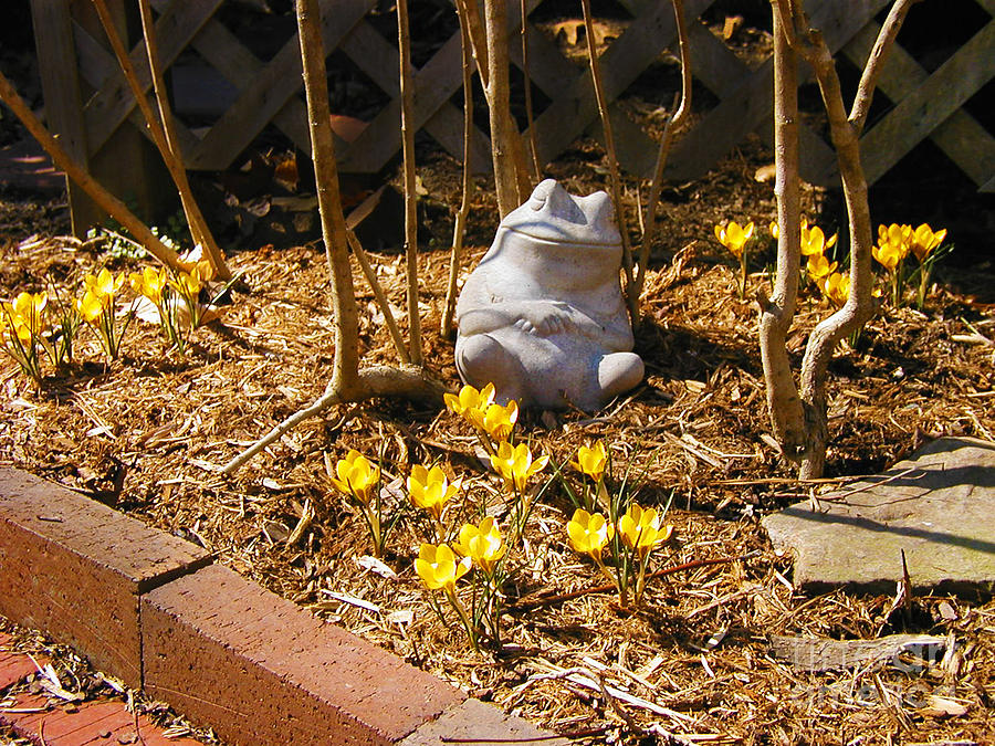 Spring Frog Photograph by Laura Brightwood