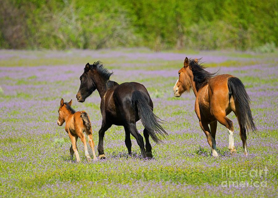 Spring Gallop Photograph by Michael Dawson