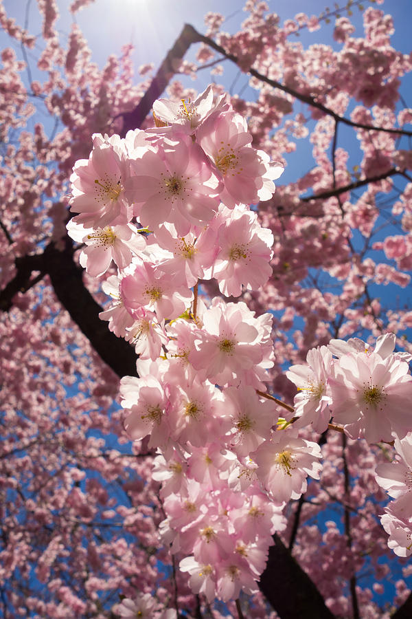 Spring Galore - Pink Cherry Blossoms Photograph