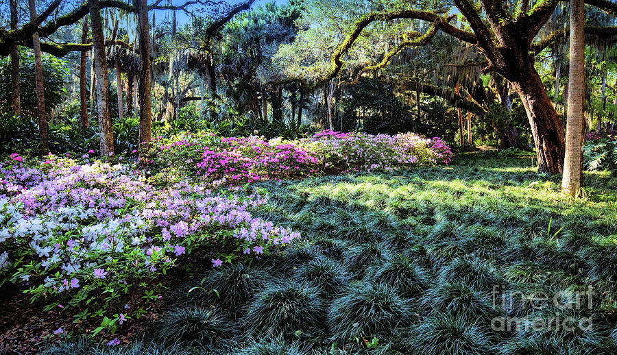 Spring Garden and Blooming Azaleas Photograph by Felix Lai