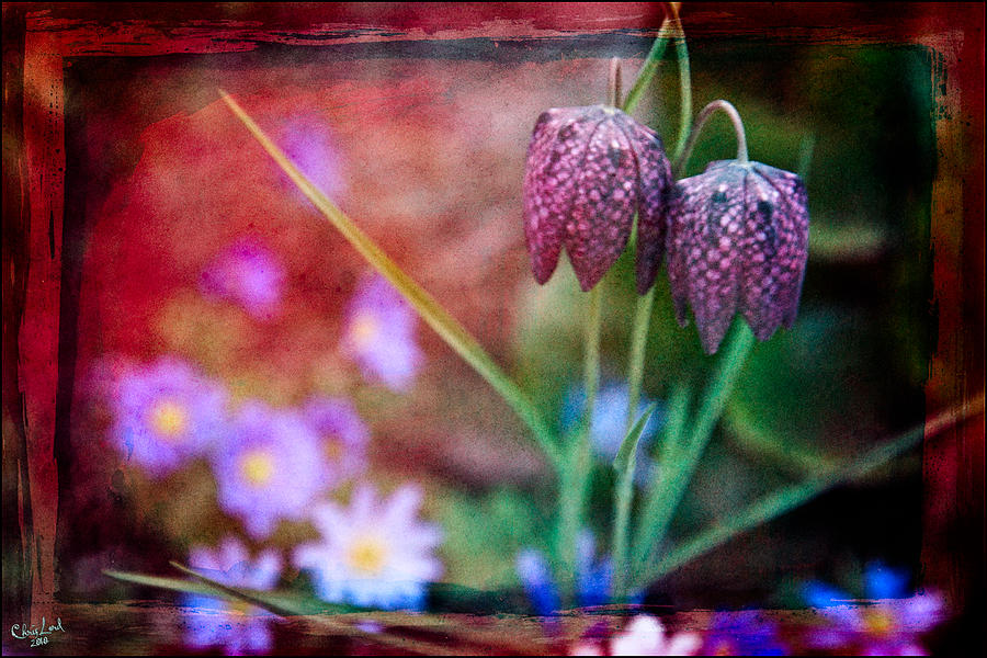 Spring Garden Digital Art by Chris Lord
