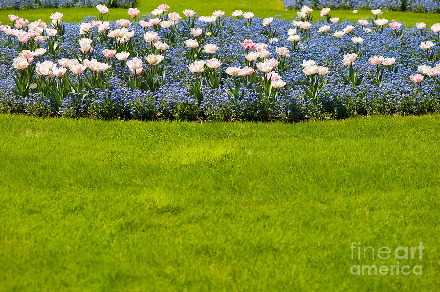 Spring garden flowers bedding Photograph by Arletta Cwalina