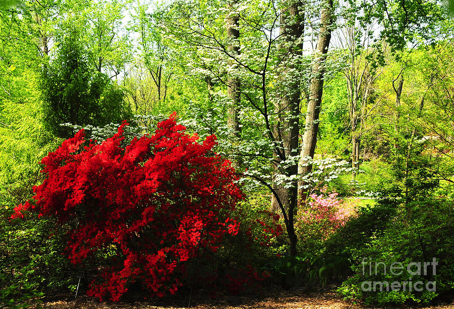Spring Garden by Olivia Hardwicke Spring Garden by Olivia Hardwicke