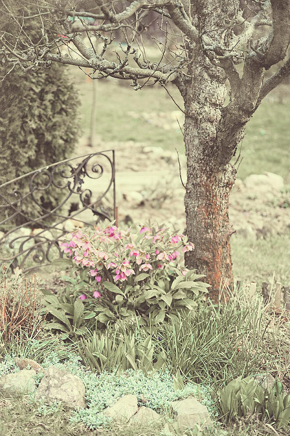 Spring Garden Pastel Photograph by Jenny Rainbow