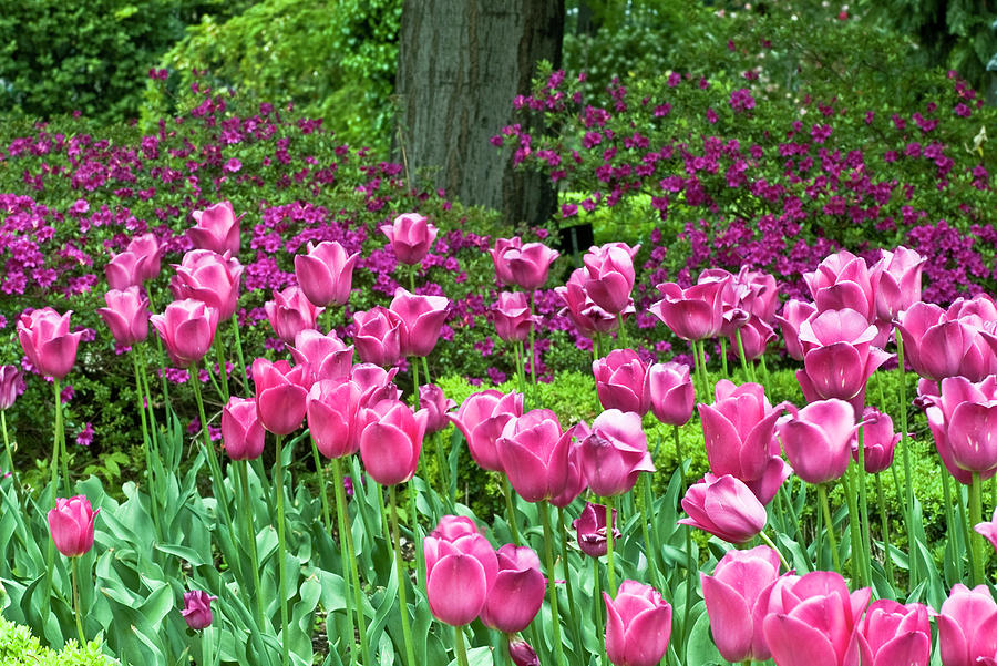 Spring Garden - Pink Tulip Border Photograph by Frank Tschakert