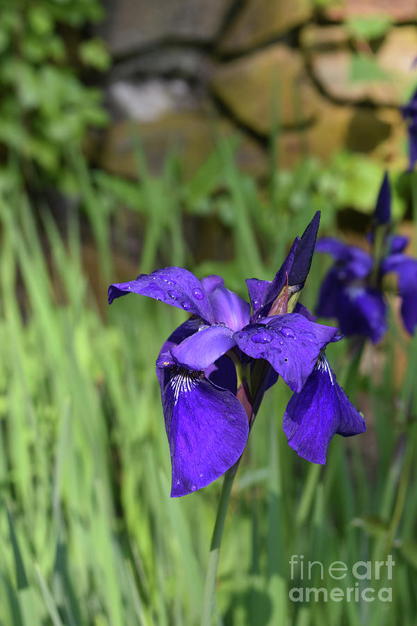 Spring Garden with Flowering  Purple Siberian Irises Blooming Photograph by DejaVu Designs