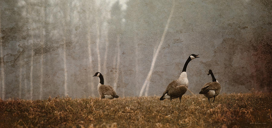 Spring Geese 2 Photograph by WB Johnston