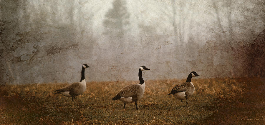 Spring Geese Photograph by WB Johnston