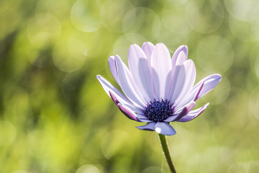 Flower Photograph - Spring Gerbera Daisy  by SharaLee Art