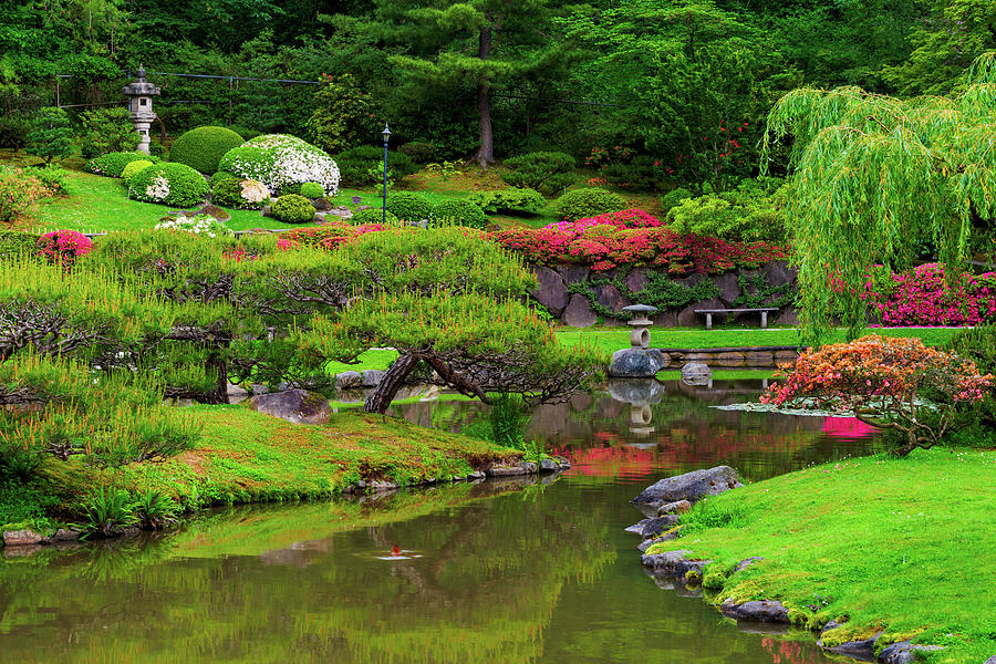 Spring Glories In Seattle Japanese Garden Digital Art by Michael Lee