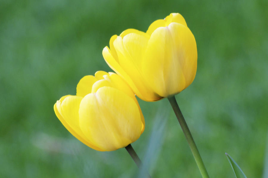 Flower Photograph - Spring Glow by Emerita Wheeling