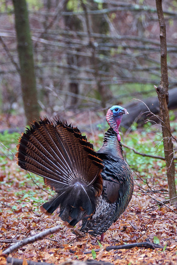 Spring Gobbler Photograph by Bill Wakeley
