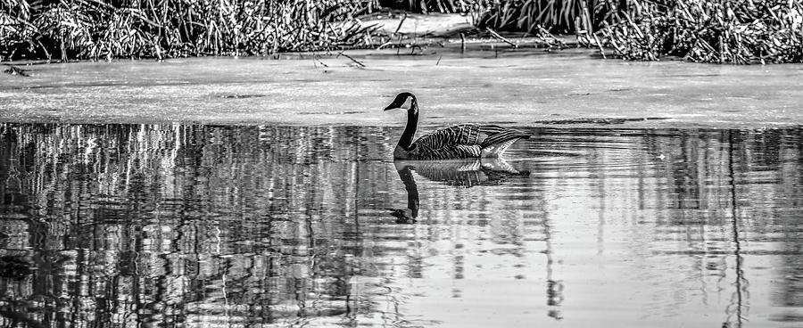 Spring goose BW #e8 Photograph by Leif Sohlman