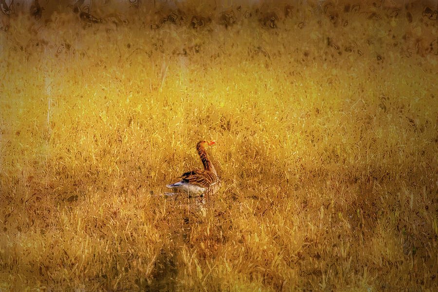 Spring goose #e2 Photograph by Leif Sohlman