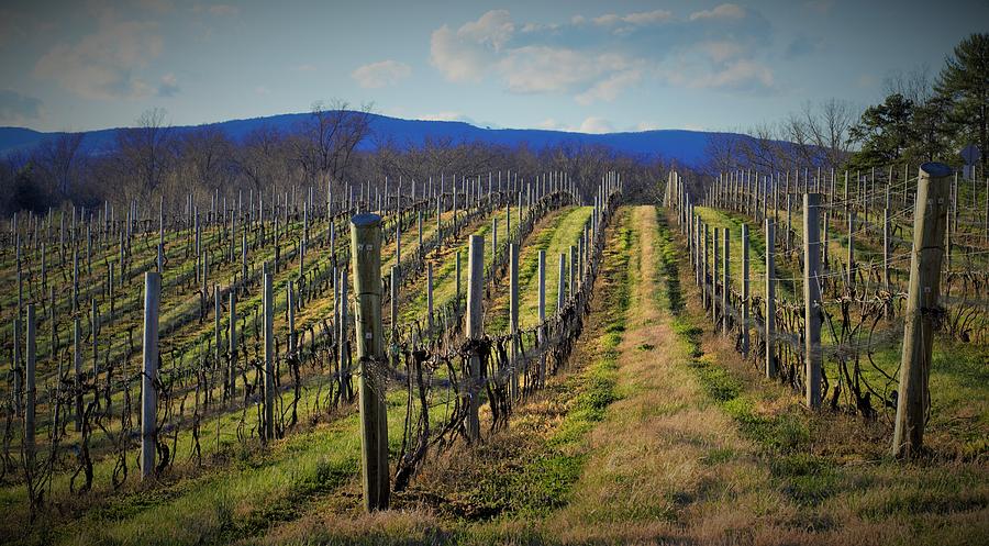 Spring Grapevines in The Blue Ridge Photograph by Mark Mitchell
