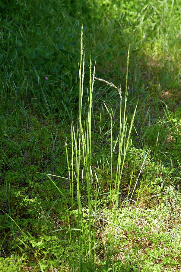Spring Grass Photograph by Michele Myers