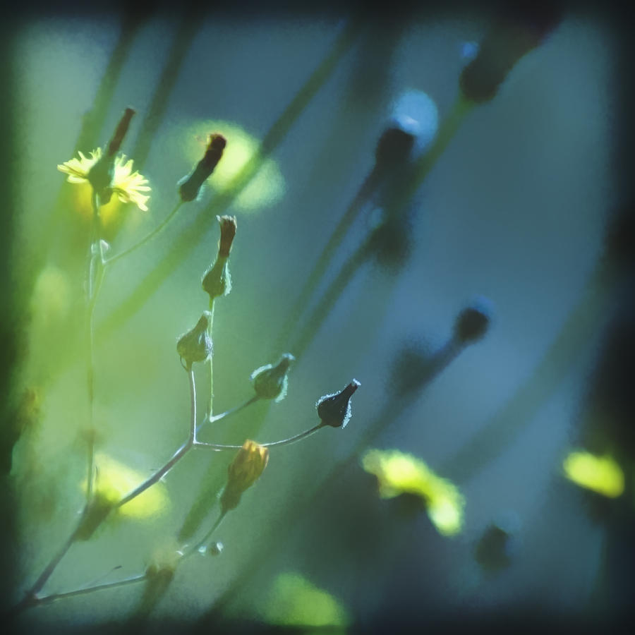 Yellow Dandelions in Spring Grass Photograph by Yulia Kazansky