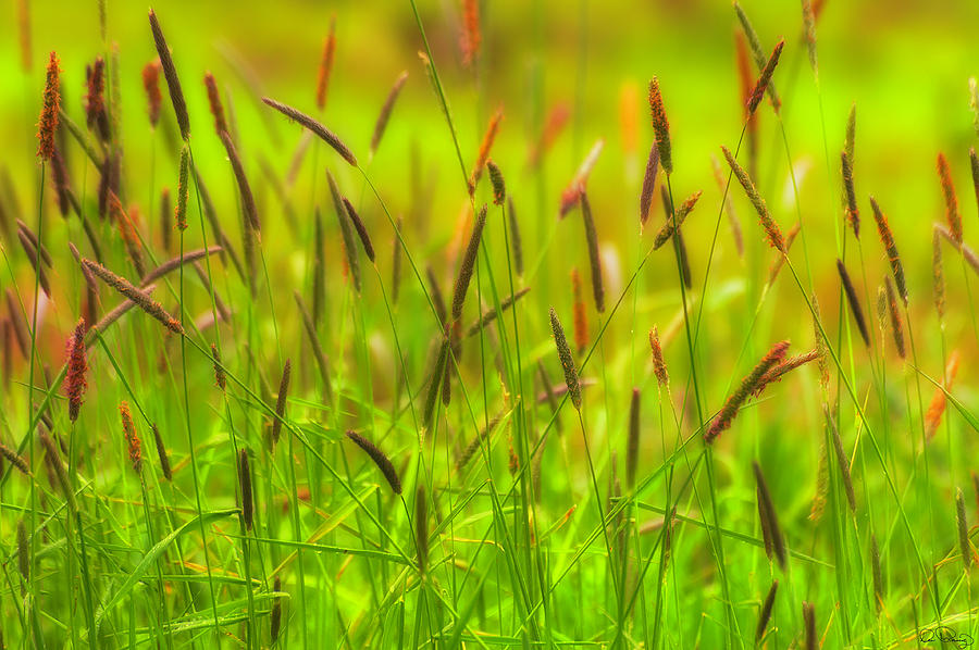 Spring Grasses Photograph by Dee Browning