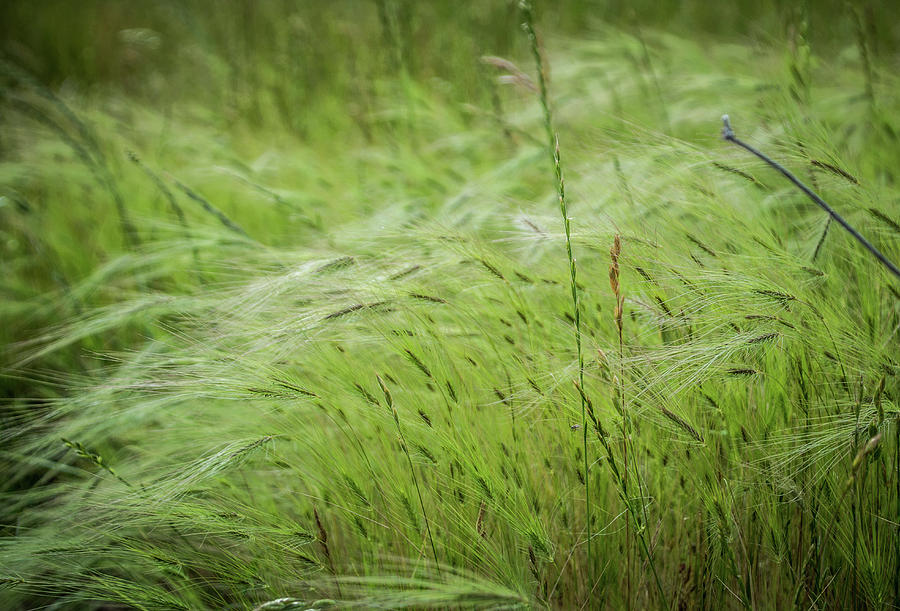 Spring Grasses Photograph by Steph Gabler